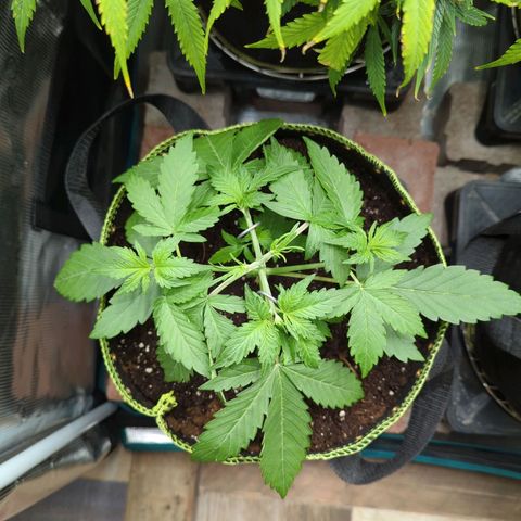 HazeL growlog timeline photo