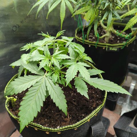 HazeL growlog timeline photo