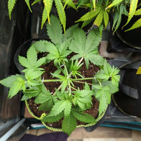 HazeL growlog timeline photo