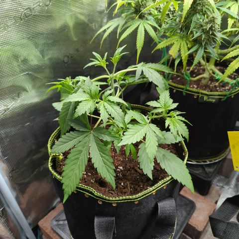 HazeL growlog timeline photo