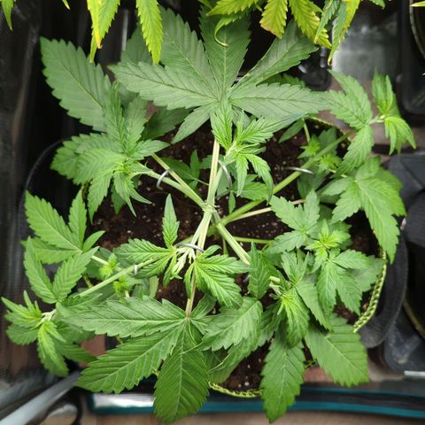 HazeL growlog timeline photo