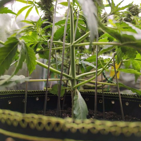 HazeL growlog timeline photo