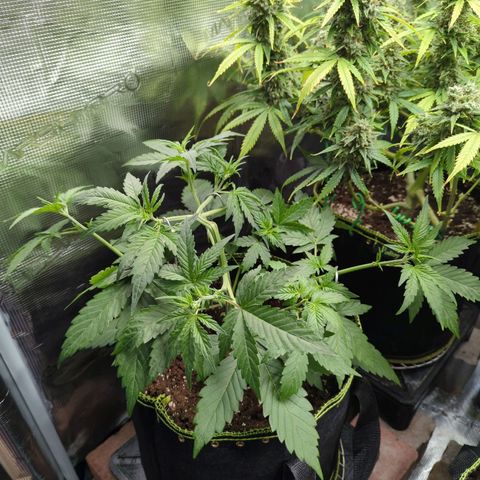 HazeL growlog timeline photo