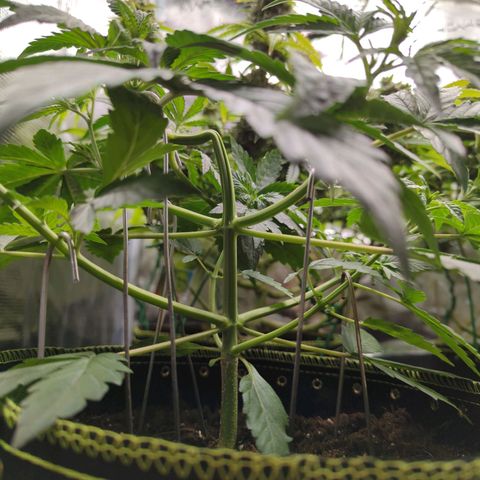 HazeL growlog timeline photo
