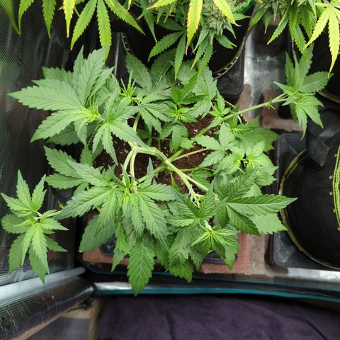 HazeL growlog timeline photo