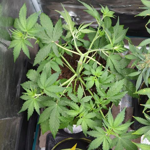HazeL growlog timeline photo