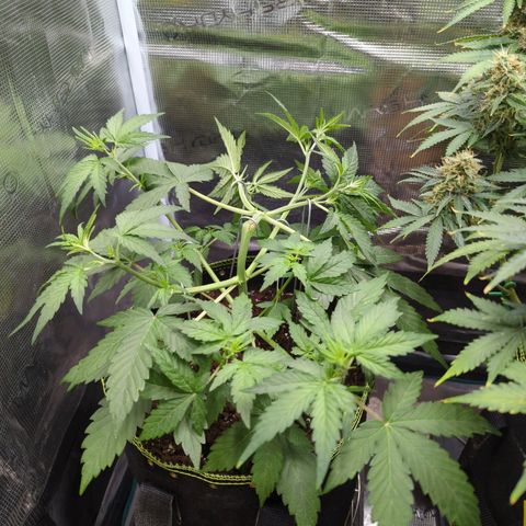 HazeL growlog timeline photo