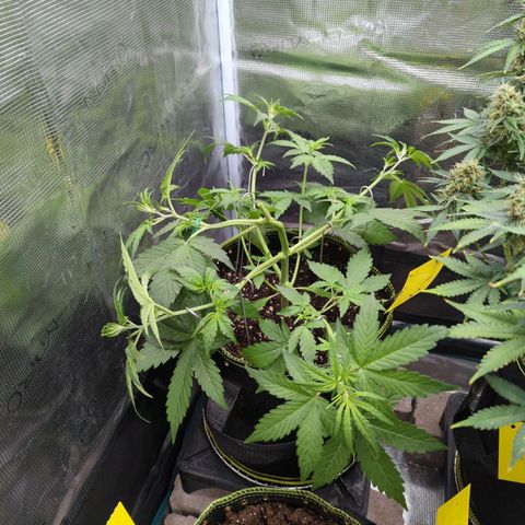 HazeL growlog timeline photo