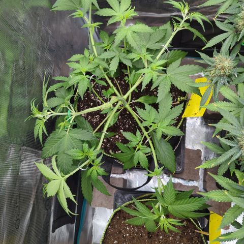 HazeL growlog timeline photo