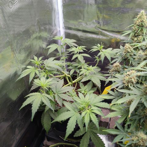 HazeL growlog timeline photo