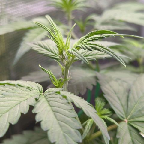 HazeL growlog timeline photo