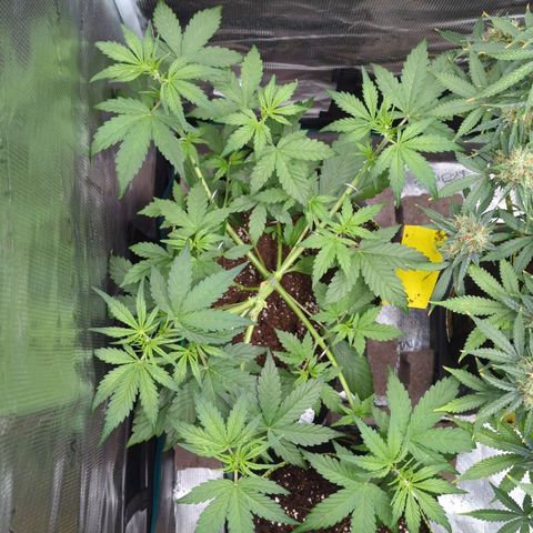 HazeL growlog timeline photo