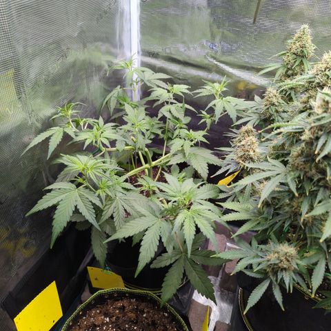 HazeL growlog timeline photo