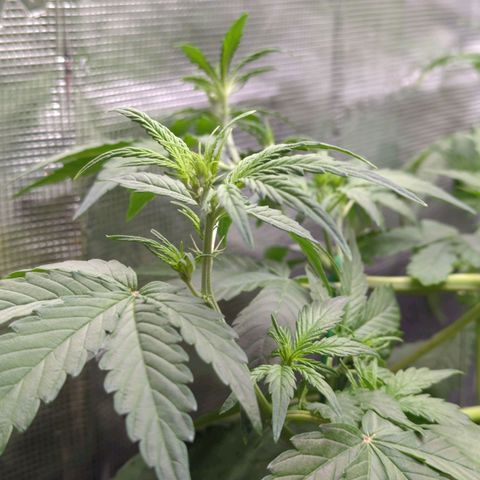 HazeL growlog timeline photo