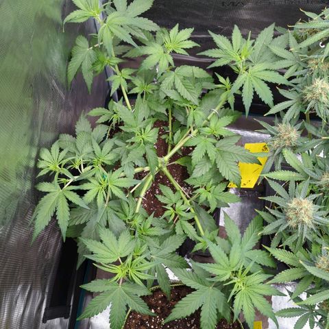 HazeL growlog timeline photo