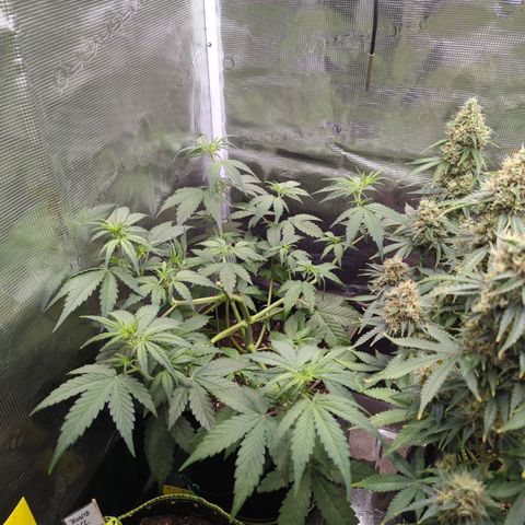 HazeL growlog timeline photo