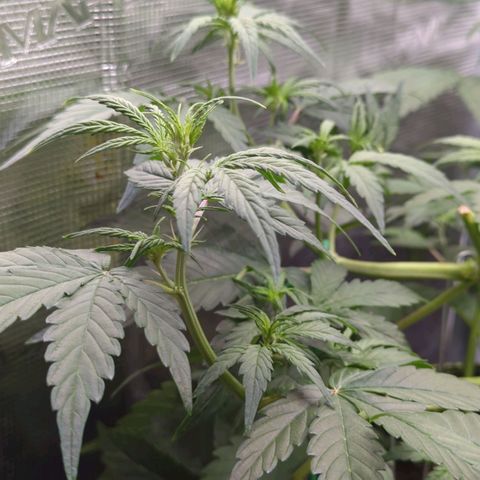 HazeL growlog timeline photo