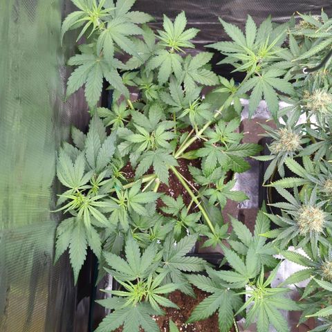 HazeL growlog timeline photo