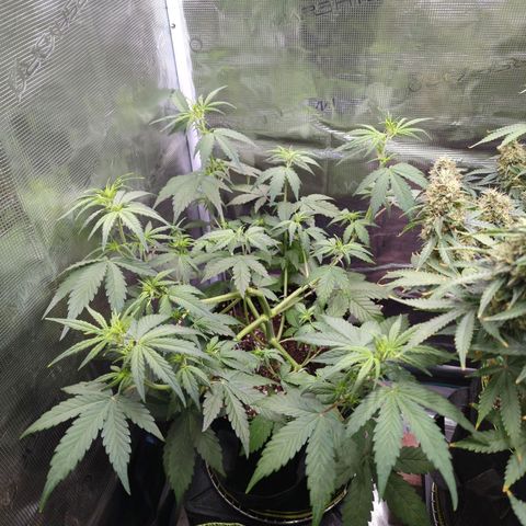 HazeL growlog timeline photo