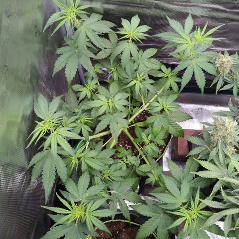 HazeL growlog timeline photo