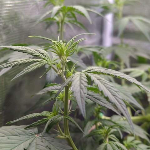 HazeL growlog timeline photo