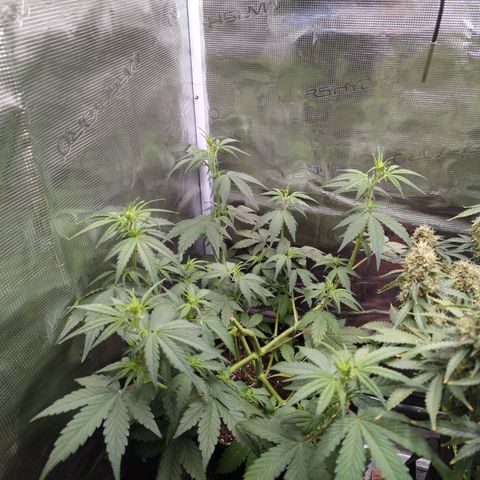 HazeL growlog timeline photo