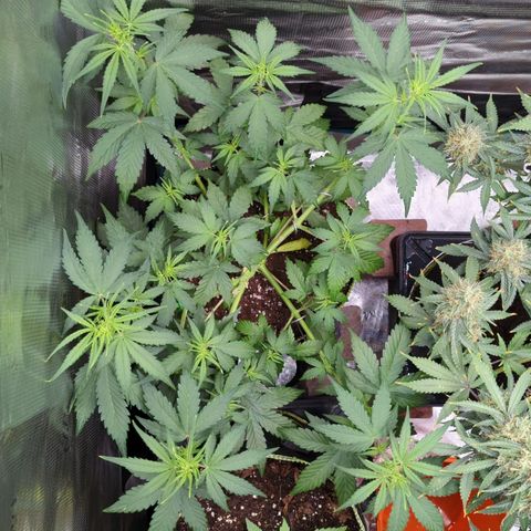 HazeL growlog timeline photo