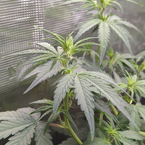 HazeL growlog timeline photo