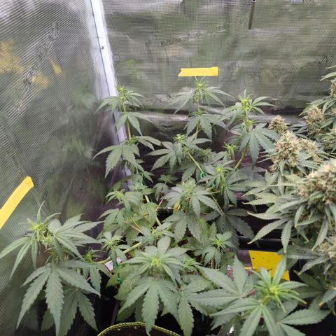 HazeL growlog timeline photo