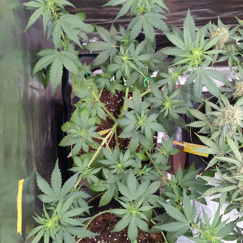 HazeL growlog timeline photo