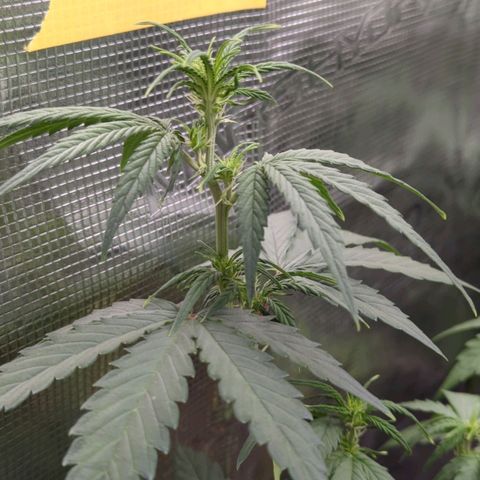 HazeL growlog timeline photo