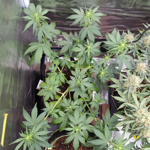 HazeL growlog timeline photo