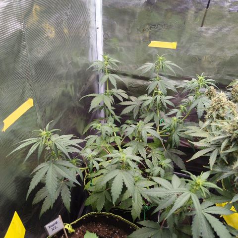 HazeL growlog timeline photo