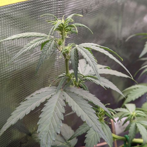HazeL growlog timeline photo