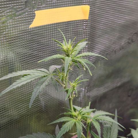 HazeL growlog timeline photo