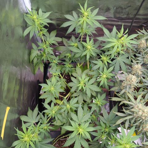 HazeL growlog timeline photo