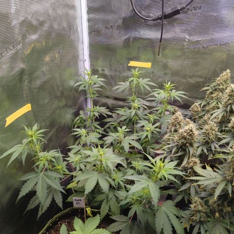 HazeL growlog timeline photo