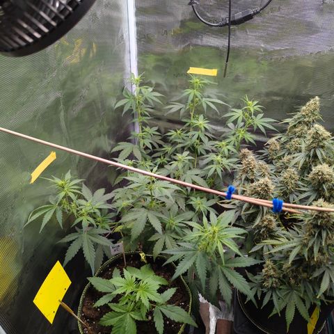 HazeL growlog timeline photo