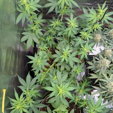 HazeL growlog timeline photo
