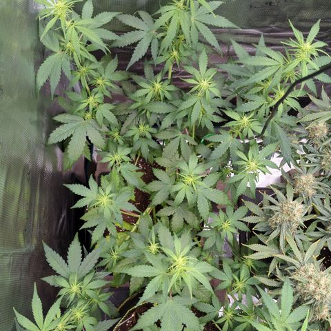 HazeL growlog timeline photo