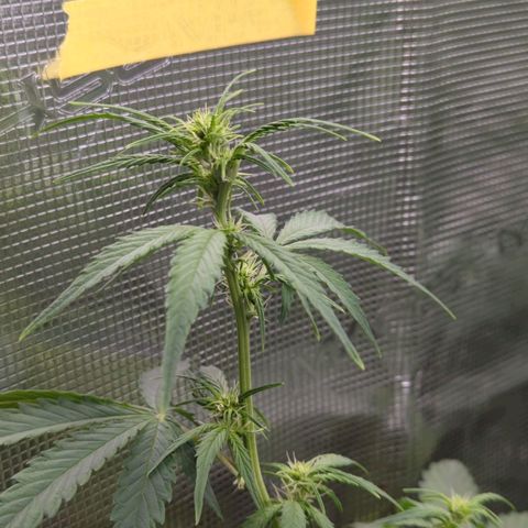 HazeL growlog timeline photo