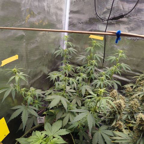 HazeL growlog timeline photo