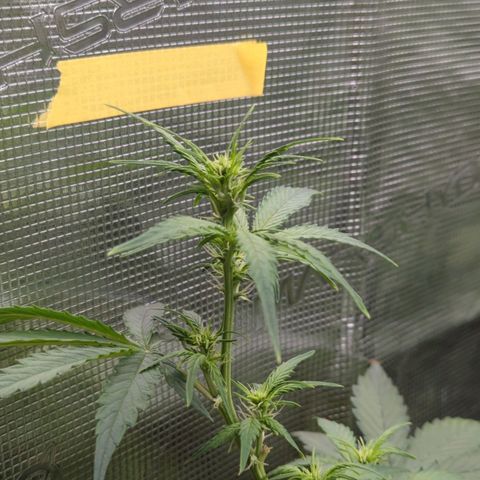 HazeL growlog timeline photo