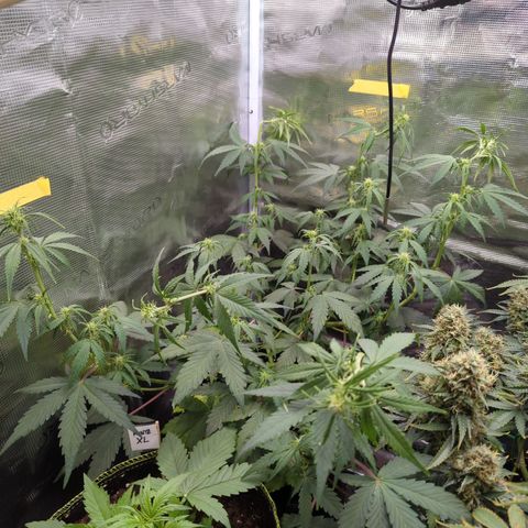 HazeL growlog timeline photo