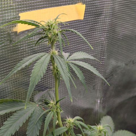 HazeL growlog timeline photo