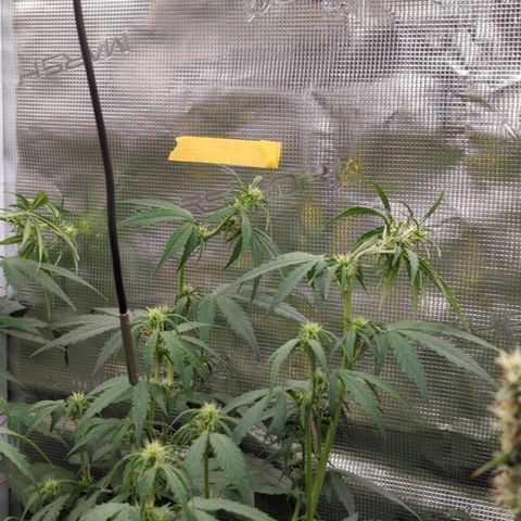 HazeL growlog timeline photo
