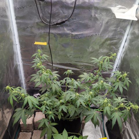 HazeL growlog timeline photo