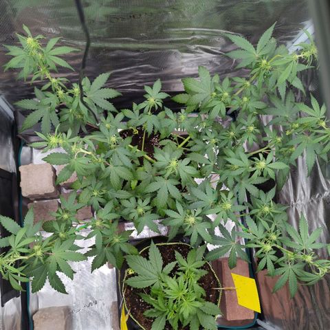 HazeL growlog timeline photo