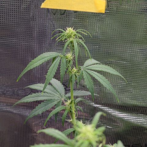 HazeL growlog timeline photo