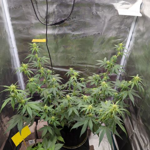 HazeL growlog timeline photo